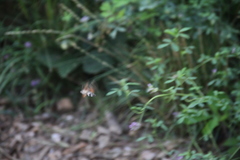 Macroglossum stellatarum