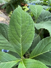 Hydrangea serrata