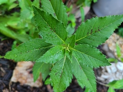 Euphorbia davidii