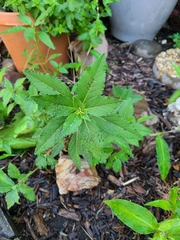Euphorbia davidii