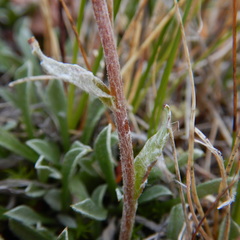 Antennaria friesiana