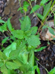 Euphorbia davidii
