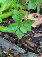Euphorbia davidii