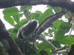 Saguinus leucopus