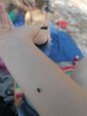 Gastrophysa polygoni