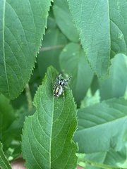 Paraphidippus aurantius