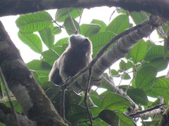 Saguinus leucopus
