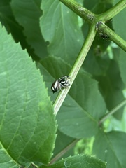 Paraphidippus aurantius