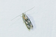 Blastodacna atra