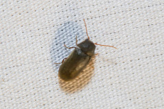 Xyletininae