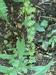 Melanthieae