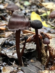 Laccaria violaceonigra