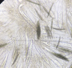 Geoglossum umbratile