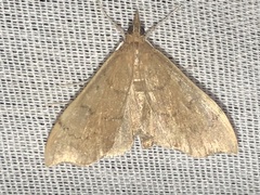 Sericoplaga externalis