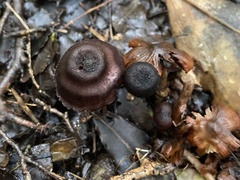 Laccaria violaceonigra