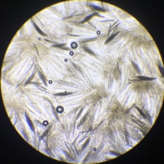 Geoglossum umbratile