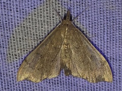 Sericoplaga externalis