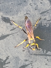 Sceliphron caementarium