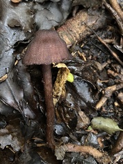 Laccaria violaceonigra