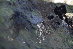 Roccellina hypomecha hypomecha