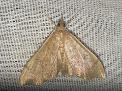 Sericoplaga externalis