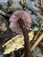 Laccaria violaceonigra