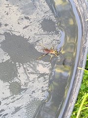Sceliphron caementarium