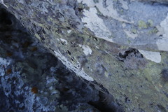 Roccellina hypomecha hypomecha