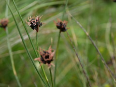 Juncus jacquinii