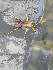Sceliphron caementarium