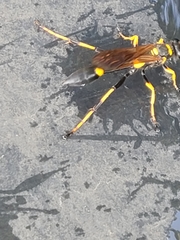 Sceliphron caementarium