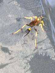 Sceliphron caementarium