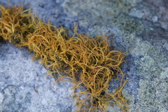 Teloschistes capensis