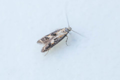 Blastodacna atra