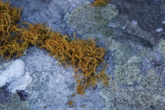 Teloschistes capensis