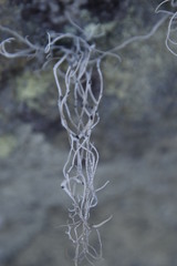 Roccellina hypomecha hypomecha