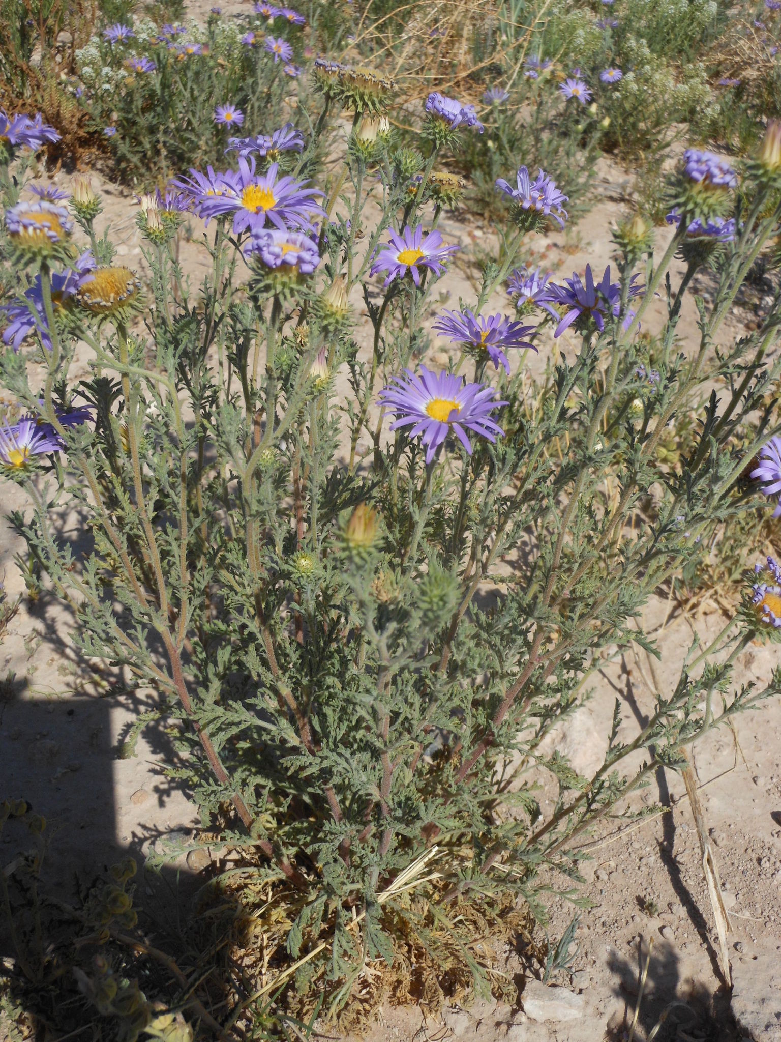 Machaeranthera tanacetifolia