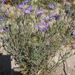Machaeranthera tanacetifolia - Photo (c) Sam Kieschnick, μερικά δικαιώματα διατηρούνται (CC BY), uploaded by Sam Kieschnick