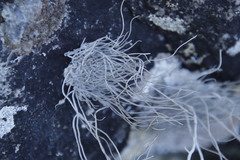 Roccellina hypomecha hypomecha