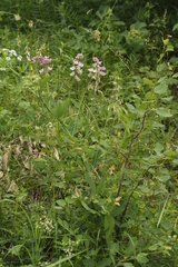 Lathyrus heterophyllus