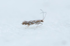 Parectopa pennsylvaniella