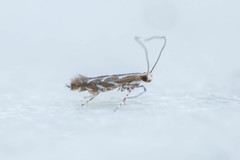 Parectopa pennsylvaniella