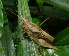 Xyleus discoideus angulatus