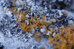 Teloschistes capensis