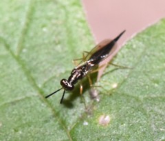 Trigonoderinae
