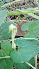 Aristolochia paucinervis