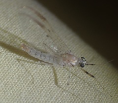 Stenacron interpunctatum interpunctatum