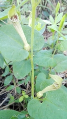 Aristolochia paucinervis