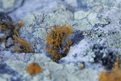 Teloschistes capensis