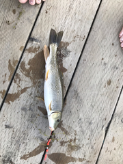 Catostomus macrocheilus